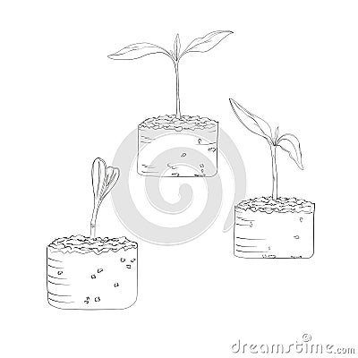 Organic cultivated plant grows from seed in the ground and the stage of germination of the first leaves Vector Illustration