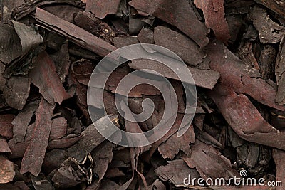 Organic dry barks of Ratan Jot (Alkanna tinctoria). Stock Photo