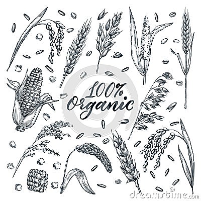 Organic ears grain set, on white background. Vector hand-drawn sketch illustration. Cereal harvest agriculture icons Vector Illustration