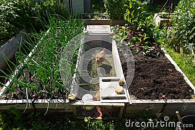 organic family garden. Wooden beds to grow vegetables in the backyard garden. vegetable garden Stock Photo