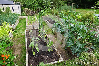 organic family garden. Wooden beds to grow vegetables in the backyard garden. vegetable garden Stock Photo