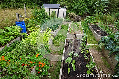 organic family garden. Wooden beds to grow vegetables in the backyard garden. vegetable garden Stock Photo