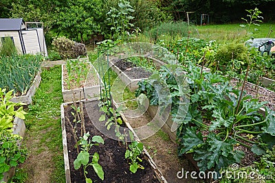 organic family garden. Wooden beds to grow vegetables in the backyard garden. vegetable garden Stock Photo