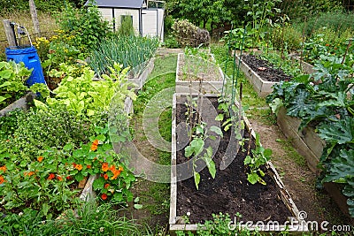 organic family garden. Wooden beds to grow vegetables in the backyard garden. vegetable garden Stock Photo