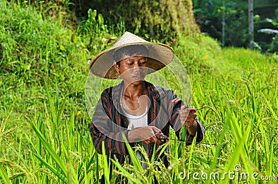 Organic farmer working and harvesting rice Stock Photo