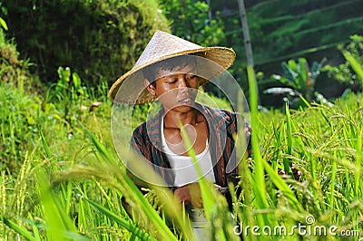 Organic farmer working and harvesting rice Stock Photo