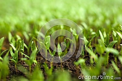 Organic farming Stock Photo