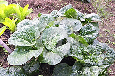 Organic Farming Stock Photo