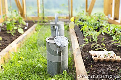 Organic farming, gardening, agriculture concept. watering can in greenhouse. Nature Stock Photo