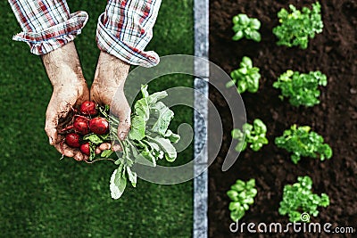 Organic farming and gardening Stock Photo