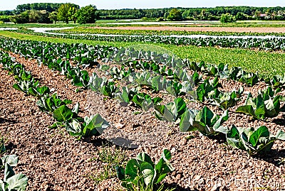 Organic farming in Germany - cultivation of cabbage Stock Photo