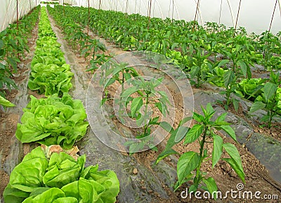 Organic farming, lettuce and peppers in greenhouse Stock Photo