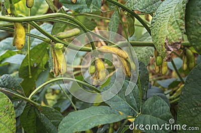 Organic farming soy plantation. Young green soybean crops gro Stock Photo