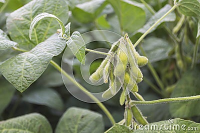 Organic farming soy plantation. Young green soybean crops gro Stock Photo