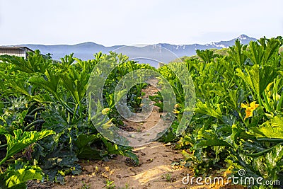 Organic field of zucchini in Italy Stock Photo