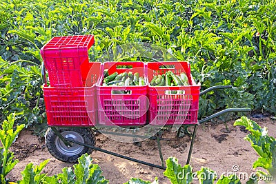 Organic field of zucchini in Italy Stock Photo