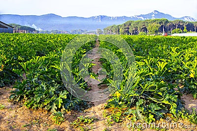 Organic field of zucchinis in Italy Stock Photo