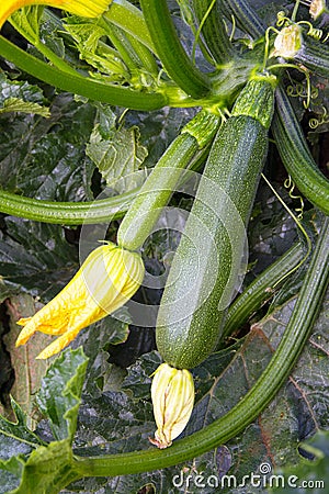 Organic field of zucchinis in Italy Stock Photo