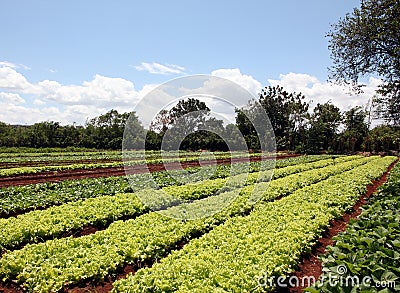 Organic Fields Stock Photo