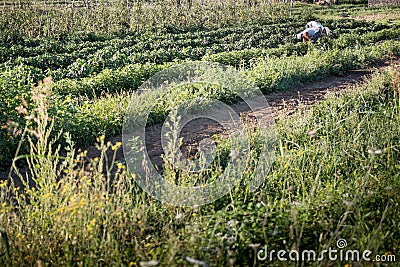 Organic fields agricolture farmer harvesting by hands Stock Photo