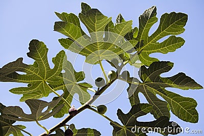 Fig tree leaves closeup Stock Photo