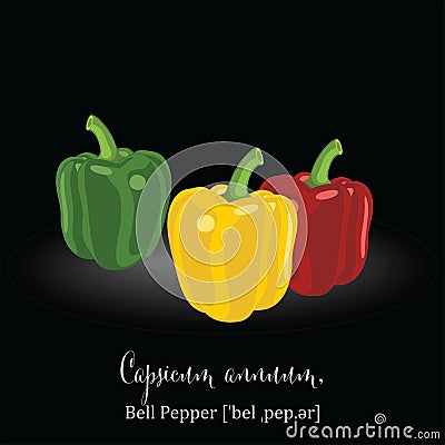 Organic Food Icon. Bell Pepper. Vector Illustration