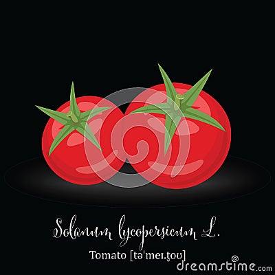 Organic Food Icon. Tomato. Vector Illustration