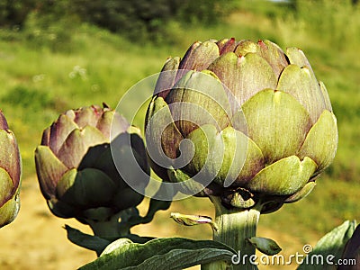 Organic fresh artichoke Stock Photo