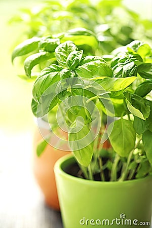 Organic fresh green basil Stock Photo