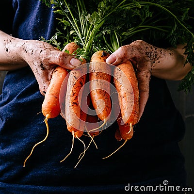 Organic fresh harvested vegetables. Farmer`s hands holding fresh carrots, closeup. Square crop Stock Photo