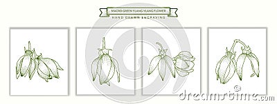 Set of Macro green Ylang Ylang flower engraving style hand drawn illustration Vector Illustration