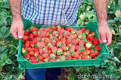 Organic fruit production. Farmer holding crate full of fresh strawberries. Stock Photo