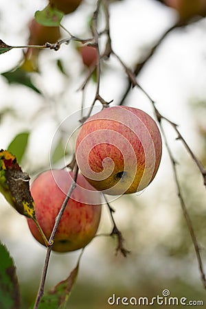 Organic Fuji Apple Stock Photo