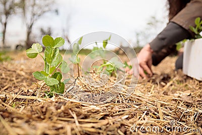 Men in organic garden. Planting fresh plants in natural soil Stock Photo