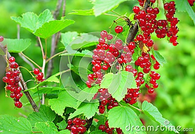 Organic gardening.The redcurrant or red currant Ribes rubrum Stock Photo