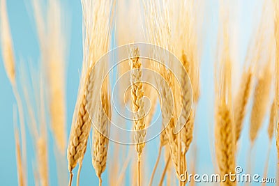 Organic Golden Wheat Crop Stock Photo
