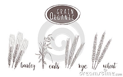 Organic grain sketch illustration. Hand drawing Vector Illustration