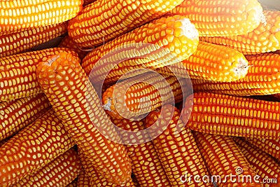 The organic grain yellow corn seed or maize and dry corn cob background. Stock Photo