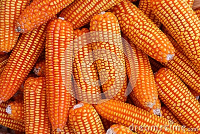 The organic grain yellow corn seed or maize and dry corn cob background. Stock Photo