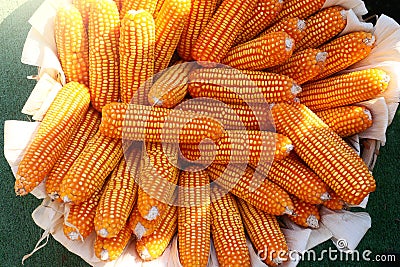 The organic grain yellow corn seed or maize and dry corn cob background. Stock Photo