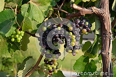 Organic grapes cluster Stock Photo