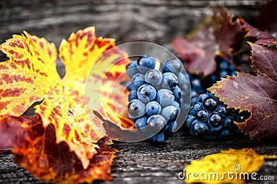 Organic grapes with leaves as static background, still life Stock Photo