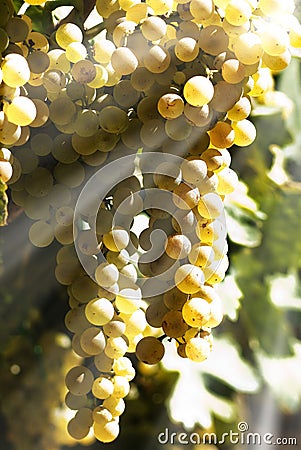 Organic grapes mature Stock Photo