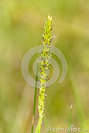 Organic Grass Flower in the Field Stock Photo