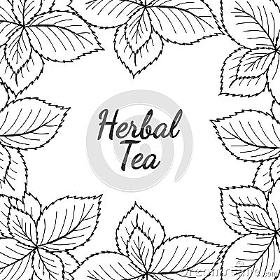 Mint liner, herbal tea Vector Illustration