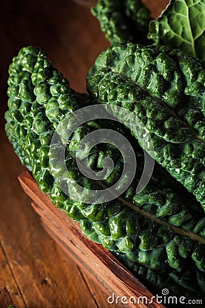 Organic Green Lacinato Kale Stock Photo