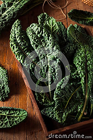 Organic Green Lacinato Kale Stock Photo