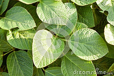 Organic green soybean plants close-up Stock Photo