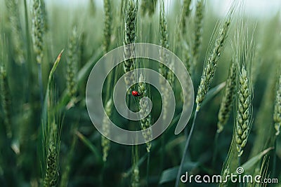 Organic green wheat close up. ladybug sitting on wheat. background Stock Photo