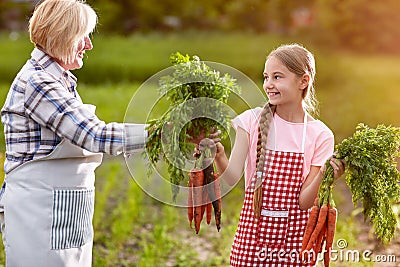 Organic growing carrots Stock Photo